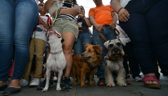 En el templo de San José se llevó a cabo la tradicional bendición de animales con motivo de la celebración de la fiesta de San Francisco de Asís.  
