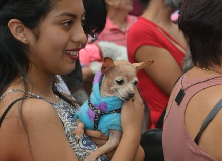 En el templo de San José se llevó a cabo la tradicional bendición de animales con motivo de la celebración de la fiesta de San Francisco de Asís.  
