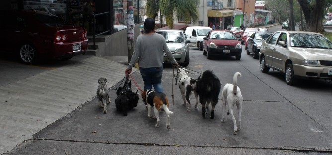 ¿Cómo le hará para ir recogiendo las heces de tantos perros?...  ¡Correcto! 