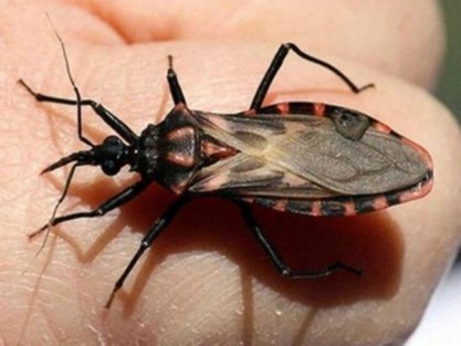 Detectan probables casos de Chagas en la localidad de San Isidro.
