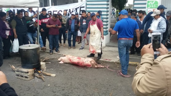Manifestantes frente a las oficinas de Sedarpa en Xalapa,  mataron un marrano en el lugar, luego de 4 días de manifestación
