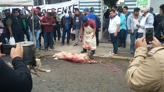 Manifestantes frente a las oficinas de Sedarpa en Xalapa,  mataron un marrano en el lugar, luego de 4 días de manifestación