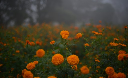 Como una manera de apoyar al productor local, pobladores de San Pablo Coapa invitan a habitantes de municipios vecinos a adquirir su flor de temporada con ellos, en vez de adquirir la proveniente del estado de Puebla.   