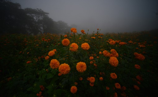 Colorido paisaje en esta temporada es San Pablo Coapa, municipio de Naolinco, Ver.. Sitio ideal para visitar y apoyar a los productores de cempasúchil. 