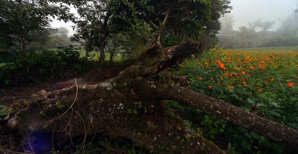 Colorido paisaje en esta temporada es San Pablo Coapa, municipio de Naolinco, Ver.. Sitio ideal para visitar y apoyar a los productores de cempasúchil. 