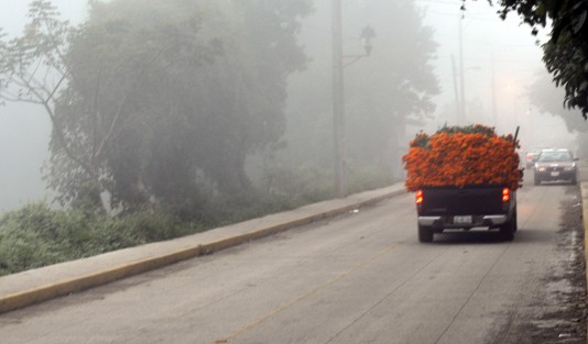 Colorido paisaje en esta temporada es San Pablo Coapa, municipio de Naolinco, Ver.. Sitio ideal para visitar y apoyar a los productores de cempasúchil. 
