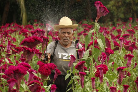 Pedro Torres Vásquez es un productor de flores de Medellín de Bravo,Ver., que continúa sembrando Moco de Pavo. Lo hace más por preservar la tradición de Día de Muertos que por las utilidades pues los beneficios económicos son pocos. 