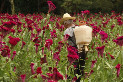 Pedro Torres Vásquez es un productor de flores de Medellín de Bravo,Ver., que continúa sembrando Moco de Pavo. Lo hace más por preservar la tradición de Día de Muertos que por las utilidades pues los beneficios económicos son pocos. 