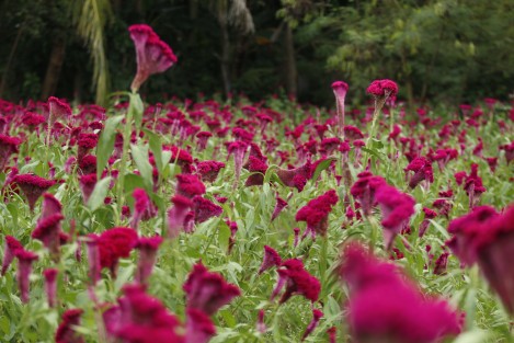 Pedro Torres Vásquez es un productor de flores de Medellín de Bravo,Ver., que continúa sembrando Moco de Pavo. Lo hace más por preservar la tradición de Día de Muertos que por las utilidades pues los beneficios económicos son pocos. 