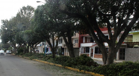 En espera de la colecta del material biodegradable, aprovechando que se han pronosticado días sin lluvias. 