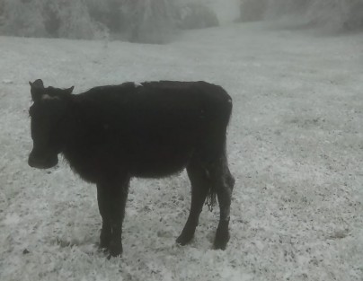 Así amanecieron varios potreros en el municipio de Mihuatlán, Ver., debido a la caída de nieve. 
