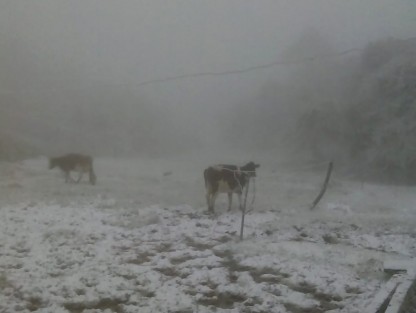 Así amanecieron varios potreros en el municipio de Mihuatlán, Ver., debido a la caída de nieve. 