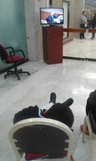 A diferencia de las anteriores comparecencias, la del titular de la SEV sí es disfrutada por el público, desde las pantallas externas al auditorio.  