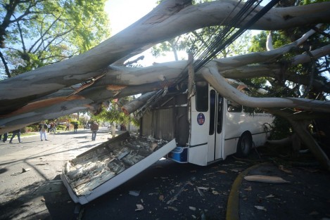 Con la entrada del frente frío a a la ciudad está mañana se registró la caída de un árbol sobre una unidad de transporte público en la calle Venustiano Carranza por el parque María Etiqueta al parecer no hubo personas lesionadas.