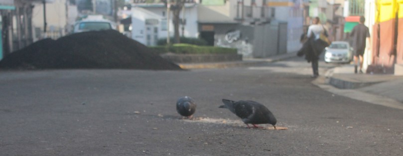 Debido a obras en las calles Santos Degollado y Zamora en la confluencia con Xalapeños Ilustres, las mismas permanecen cerradas en esta zona a la circulación vehicular. Use vías alternas. 