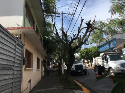 Así las podas de la Comisión Federal de Electricidad.  