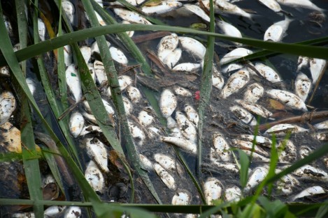 Decenas de peces aparecieron muertos en Lagos de Puente Moreno. Las autoridades no han hecho un pronunciamiento oficial.