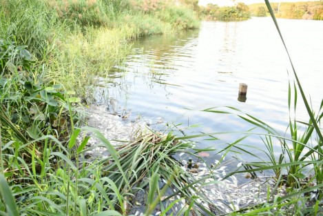 Decenas de peces aparecieron muertos en Lagos de Puente Moreno. Las autoridades no han hecho un pronunciamiento oficial.