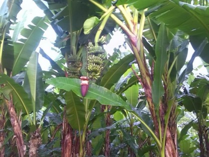 Sin afectaciones en la producción de plátano en Tlapacoyan y la región.
