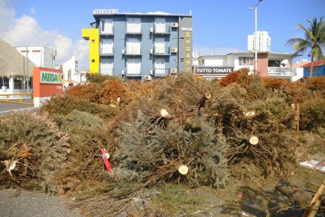 Pese a realizarse desde hace varios años la campaña de reciclaje de los árboles navideños, aún se pueden ver en las calles, árboles abandonados. 
