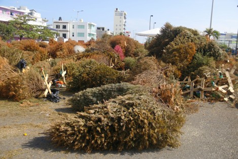 Pese a realizarse desde hace varios años la campaña de reciclaje de los árboles navideños, aún se pueden ver en las calles, árboles abandonados. 