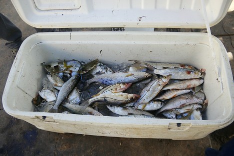 El paso del frente frío 29 dejó pérdidas económicas en el sector pesquero. Este día, las condiciones climáticas mejoraron y los pescadores pudieron realizar sus actividades sin embargo, hubo pocos peces.  