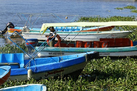 El paso del frente frío 29 dejó pérdidas económicas en el sector pesquero. Este día, las condiciones climáticas mejoraron y los pescadores pudieron realizar sus actividades sin embargo, hubo pocos peces.  