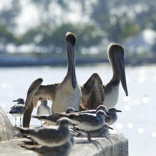 Fauna del estero de Boca del Río. 