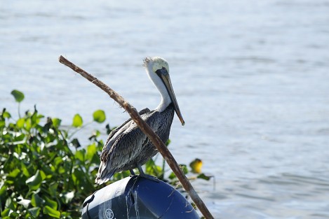 Fauna del estero de Boca del Río. 