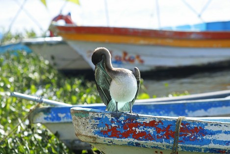 Fauna del estero de Boca del Río. 