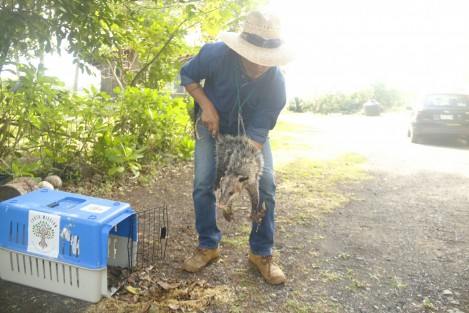 El tlacuache <em>Jarochito</em> se encuentra resguardado en el albergue para animales de <em>Earth Mission Veracruz</em>. Aquí recibirá atención mèdica y alimentos hasta que se recupere para poder ser insertado a la vida silvestre. 