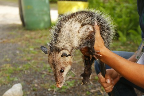 El tlacuache <em>Jarochito</em> se encuentra resguardado en el albergue para animales de <em>Earth Mission Veracruz</em>. Aquí recibirá atención mèdica y alimentos hasta que se recupere para poder ser insertado a la vida silvestre. 