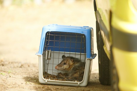 El tlacuache Jarochito se encuentra resguardado en el albergue para animales de Earth Mission Veracruz. Aquí recibirá atención médica y alimentos hasta que se recupere para poder ser insertado a la vida silvestre. Se espera que jugadores o directivos del Club Tiburones Rojos asistan a la liberación del marsupial. Cabe recordar que el pasado viernes durante el partido Veracruz- Puebla, el animalito ingresó a la cancha, lesionado de una de sus patas. 