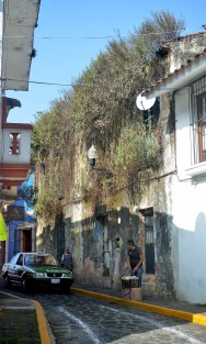 Para los que dicen que no florece Xalapa aquí hay una muestra que sí.