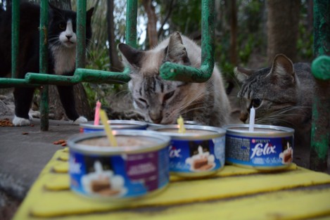 Los mininos quedaron desde los envenenamientos de la actual administración municipal, de la cual existen dos carpetas de investigación ante la fiscalía desde hace años y asegura la asociación <em>Gatitos del ecológico</em>, no han hecho nada al respecto.