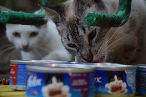 Con motivo del Día internacional del gato, animalistas se reunieron para festejar a sus respectivos felinos del parque ecológico de la Ciudad de Veracruz.
