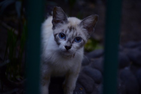 Con motivo del Día internacional del gato, animalistas se reunieron para festejar a sus respectivos felinos del parque ecológico de la Ciudad de Veracruz.