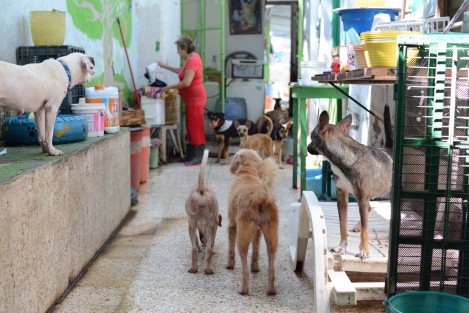 También realiza un bazar en su domicilio y hace eventos culturales a los de colecta. Convive en su casa con 60 perros y el resto se ubican en Paso del Toro, lugar del albergue. Informes donaciones. Calle 20 de noviembre #273. colonia Centro. Veracruz ver. Tel 229 1489844