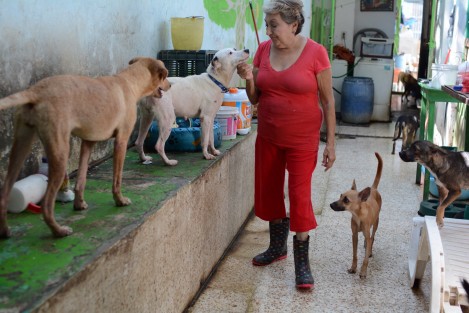 También realiza un bazar en su domicilio y hace eventos culturales a los de colecta. Convive en su casa con 60 perros y el resto se ubican en Paso del Toro, lugar del albergue. Informes donaciones. Calle 20 de noviembre #273. colonia Centro. Veracruz ver. Tel 229 1489844