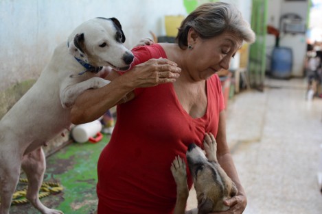 La asociación protectora de animales, La Roca A.C., a cargo de la señora Norma Cortina, exhorta a la ciudadanía en general a donar, ya sea en especie o en efectivo, para poder alimentar a los más de 400 ejemplares caninos que con los que cuenta su albergue.  
También realiza un bazar en su domicilio para y hace eventos culturales en los que colecta. Convive en su casa con 60 perros y el resto se ubican en Paso del Toro, lugar del albergue. Informes y donaciones. Calle 20 de Noviembre #273. colonia Centro. Veracruz, Ver. Tel 229 1489844. 