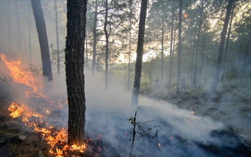 Incendio en Las Vigas de Ramírez, en las faldas del Cofre de Perote. Pobladores y personal de diversas dependencias municipales, estatales y federales se dedicaron a las tareas de contener y apagar el fuego. 