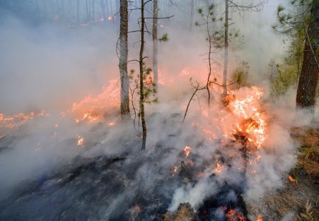 La mañana de este lunes fue reportado un incendio forestal en el predio de San Juan del Monte, el cual al parecer por el viento, se extendió con rapidez, alcanzando otros predios del municipio de Las Vigas de Ramírez, como Toxtlacoaya. 