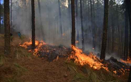 Pese a que en un inicio asociaciones civiles convocaron a través de redes sociales a apoyar en el combate del siniestro y apoyar en el rescate de animales, las autoridades han emitido un comunicado explicando que debido al riesgo que el incendio representa se pide a la ciudadanía en general alejarse de la zona de peligro, a menos que cuente con la capacitación y esté coordinada con el Centro de Mando de PC.  