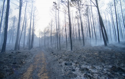 Incendio en Las Vigas de Ramírez, en las faldas del Cofre de Perote. Pobladores y personal de diversas dependencias municipales, estatales y federales se dedicaron a las tareas de contener y apagar el fuego.