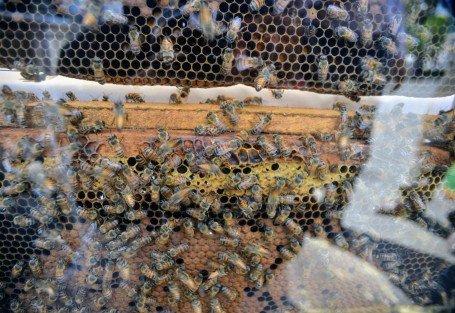 Autoridades municipales y de Sedarpa inauguraron la Expo miel Xalapa, la cual estará desde el día de hoy y hasta el domingo. En los stands los apicultores exponen productos y herramientas para el cuidado y mejoramiento en el trato de las abejas.
