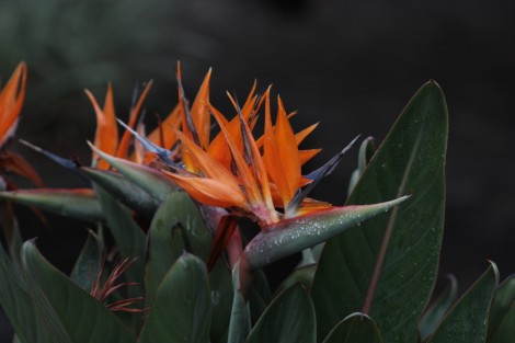 Con frescura y humedad llega la primavera a Xalapa. El equinoccio de Primavera tiene lugar este año el 20 de marzo a las 15:58 horas, aunque será hasta el día 21, cuando muchos celebren la llegada de la estación.  