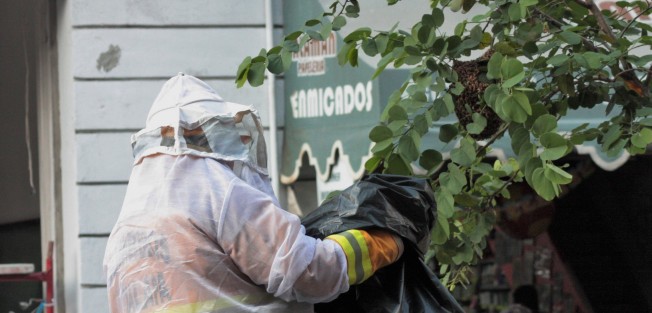 Bomberos de Xalapa retiraron un enjambre de abejas que se encontraba en uno de los pequeños árboles de la avenida Enríquez, en Xalapa, para evitar algún percance con los ciudadanos. Informaron que las abejas serían liberadas en un sitio donde no afecten a nadie, pues ellos no las matan.  