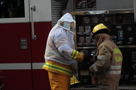 Bomberos de Xalapa retiraron un enjambre de abejas que se encontraba en uno de los pequeños árboles de la avenida Enríquez, en Xalapa, para evitar algún percance con los ciudadanos. Informaron que las abejas serían liberadas en un sitio donde no afecten a nadie, pues ellos no las matan.   