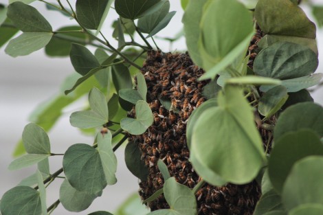 Bomberos de Xalapa retiraron un enjambre de abejas que se encontraba en uno de los pequeños árboles de la avenida Enríquez, en Xalapa, para evitar algún percance con los ciudadanos. Informaron que las abejas serían liberadas en un sitio donde no afecten a nadie, pues ellos no las matan.   