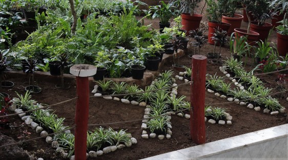 Así lucen las jardineras del Palacio Legislativo, por eso de la LXV Legislatura.